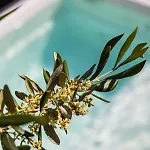 Elysian Elia Heritage 4*